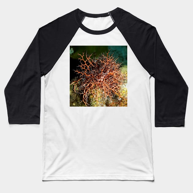 Orange Giant Basket Star Baseball T-Shirt by Scubagirlamy